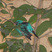 Blue Dacnis